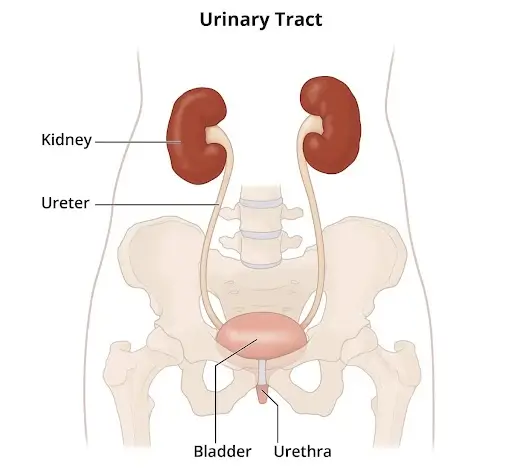 Hematuria Treatment