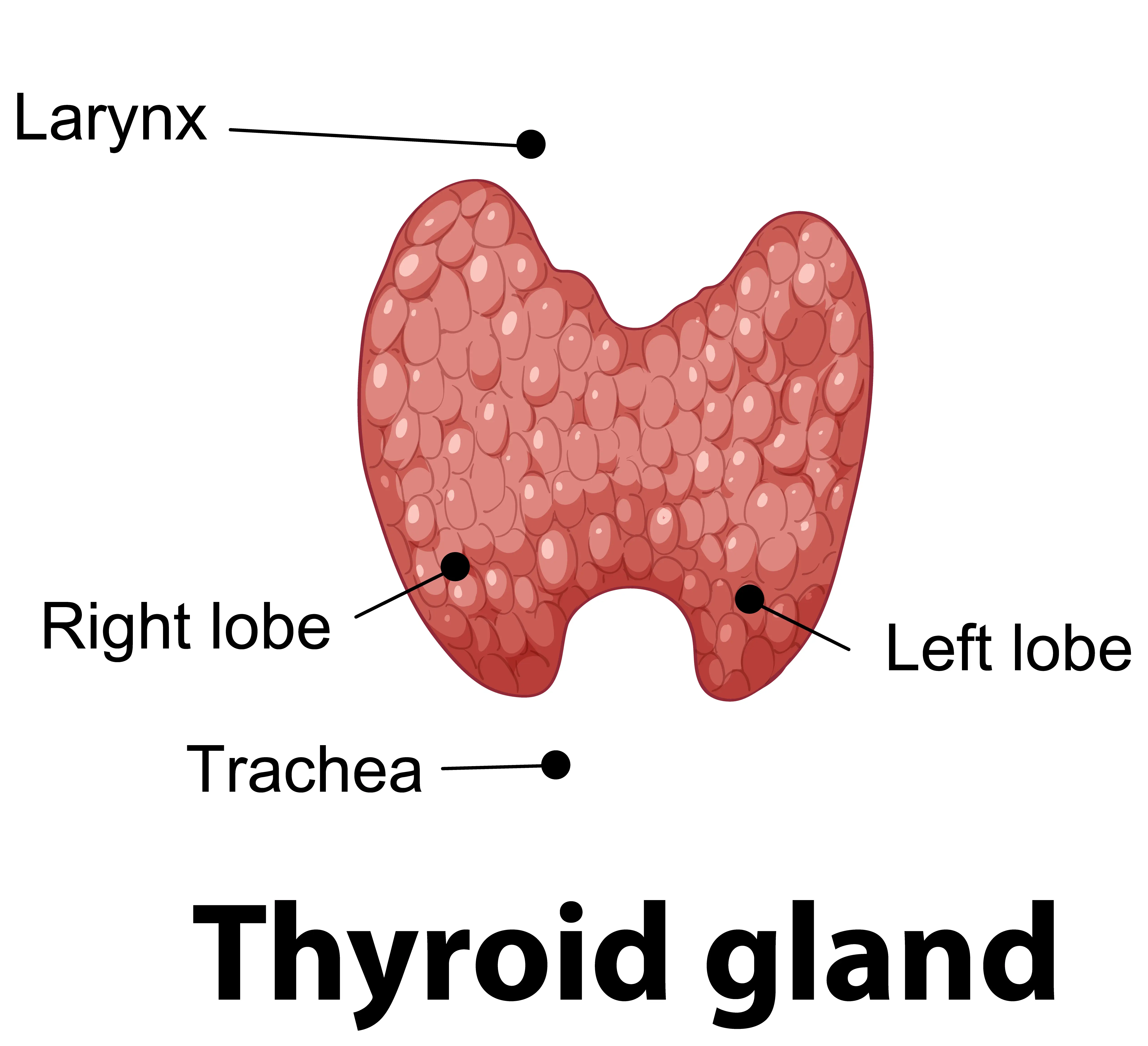 Thyroid gland